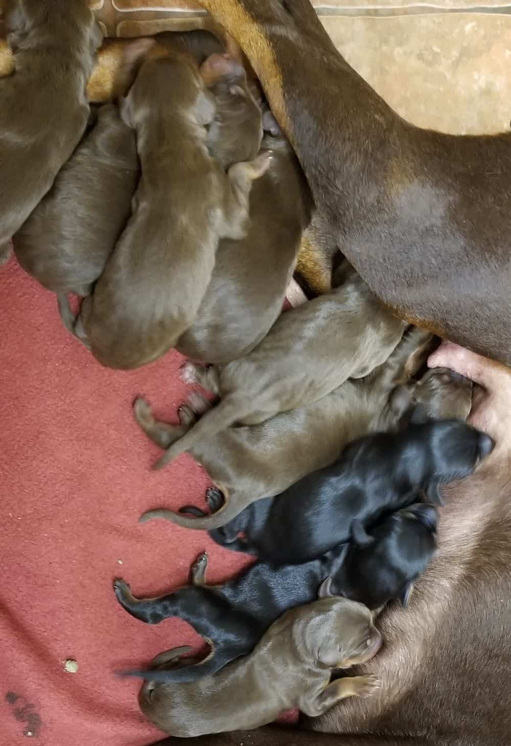 1 day old doberman puppies