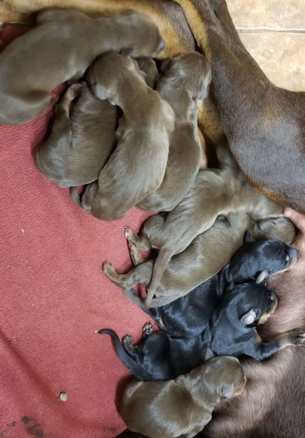 1 day old doberman puppies