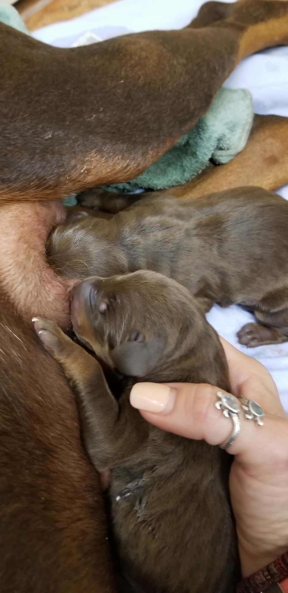 1 day old doberman puppies