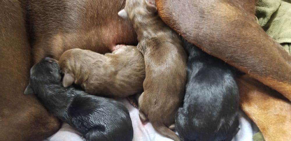 1 day old doberman puppies