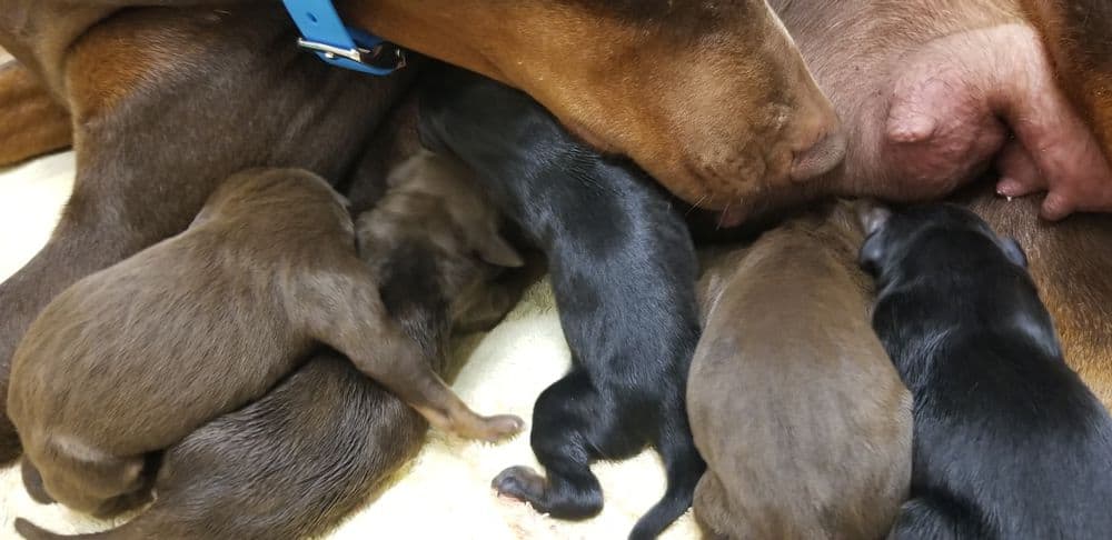 1 day old doberman puppies