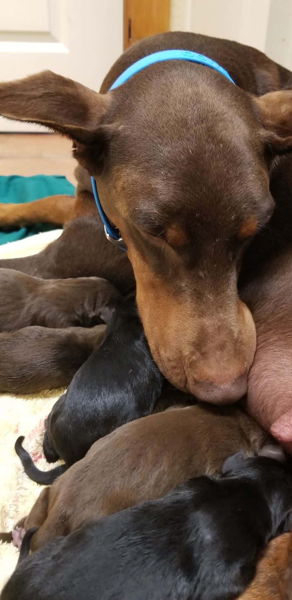 1 day old doberman puppies