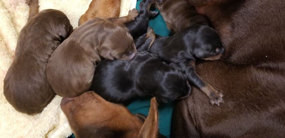 1 day old doberman puppies