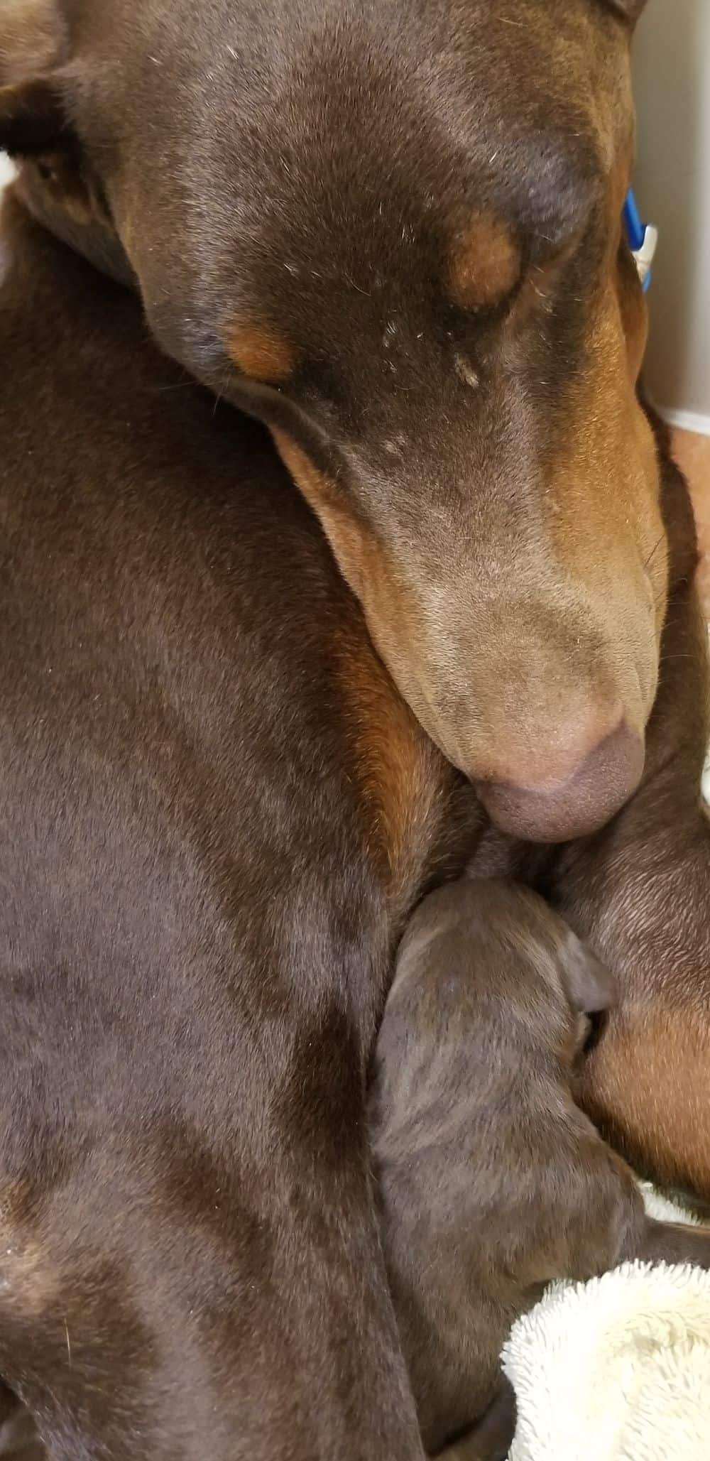 1 day old doberman puppies