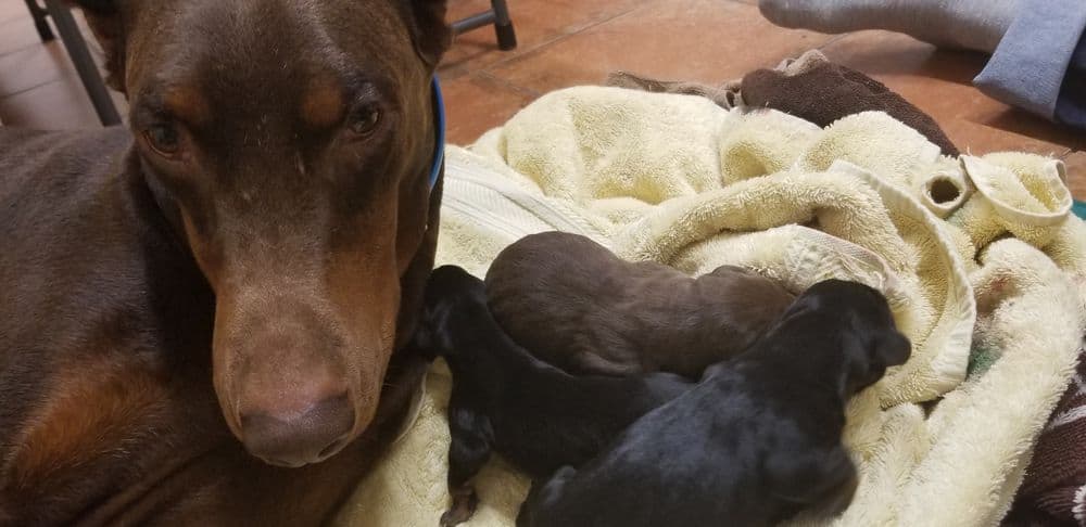 1 day old doberman puppies