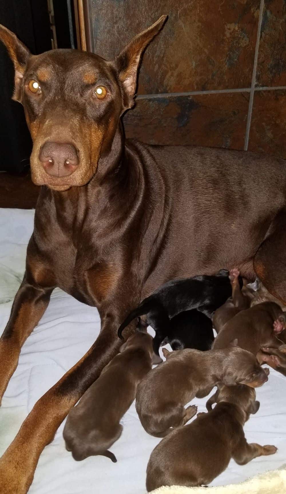 2 days old doberman puppies