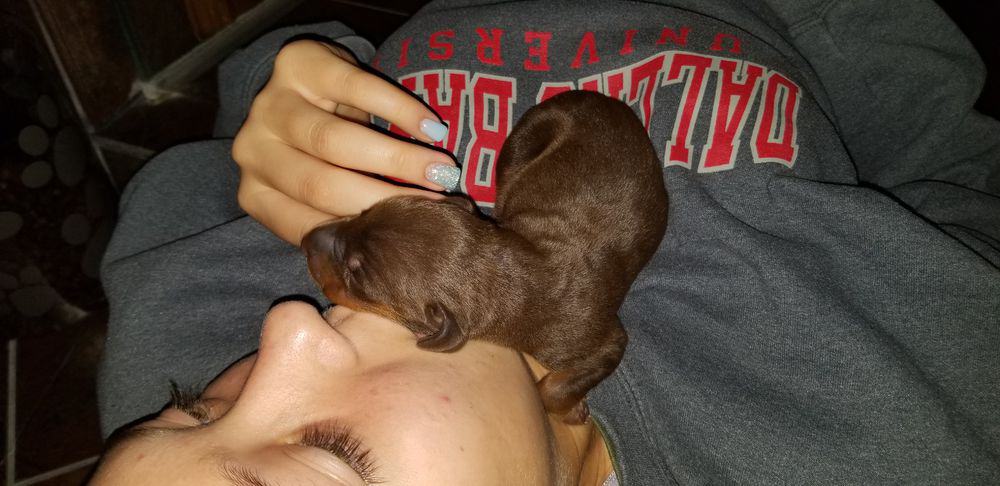 days old doberman puppies