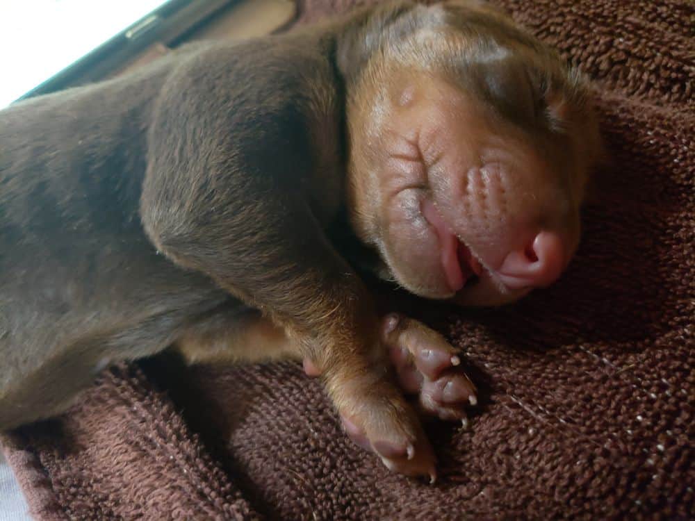 days old doberman puppies