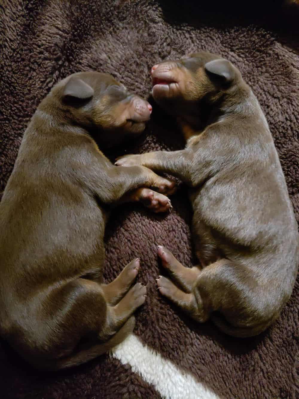 days old doberman puppies