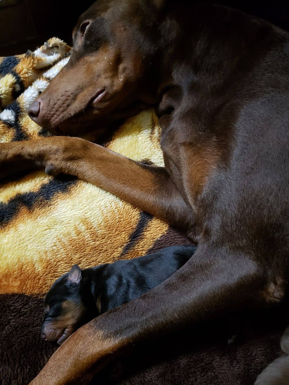 days old doberman puppies