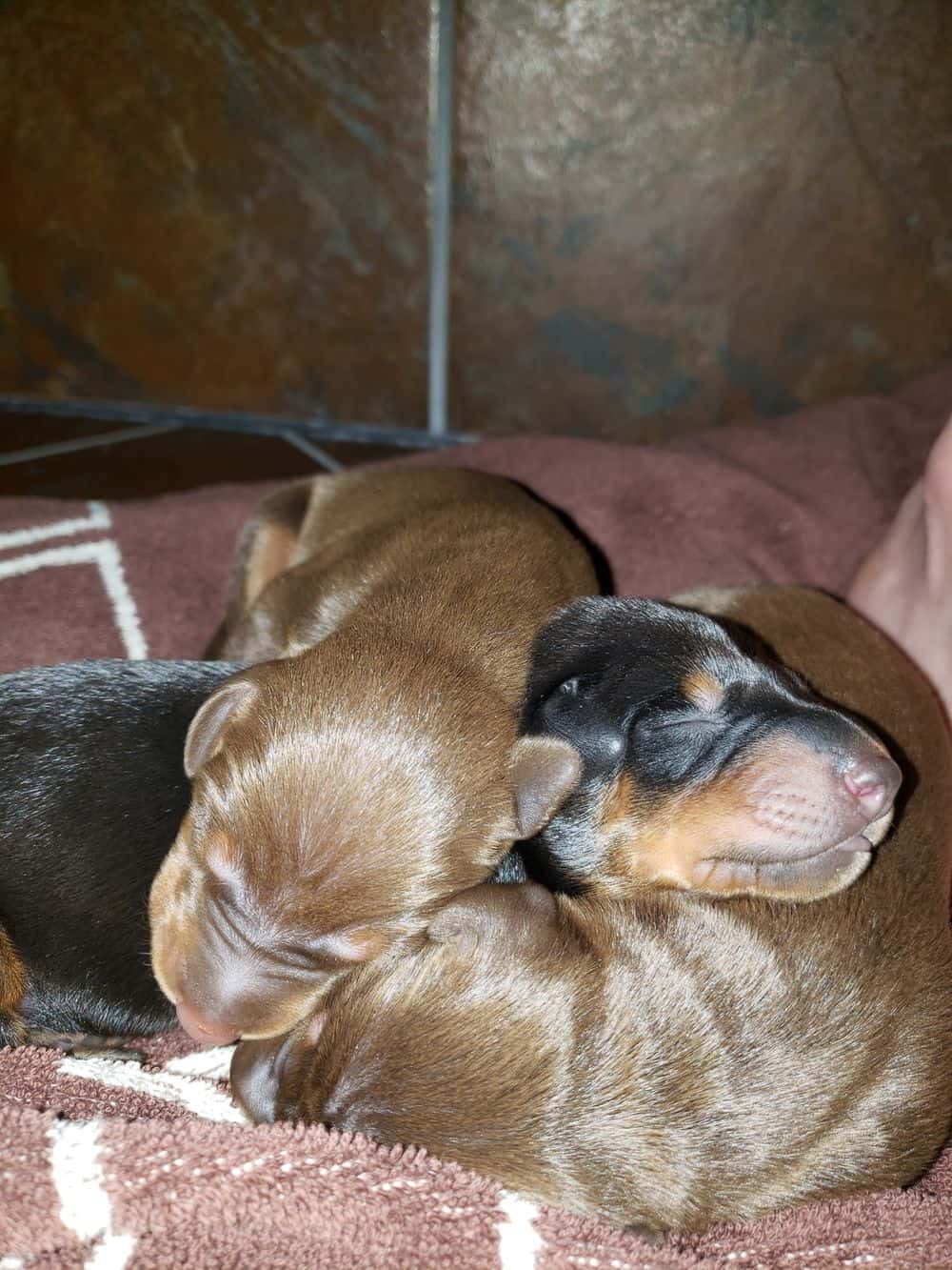 days old doberman puppies