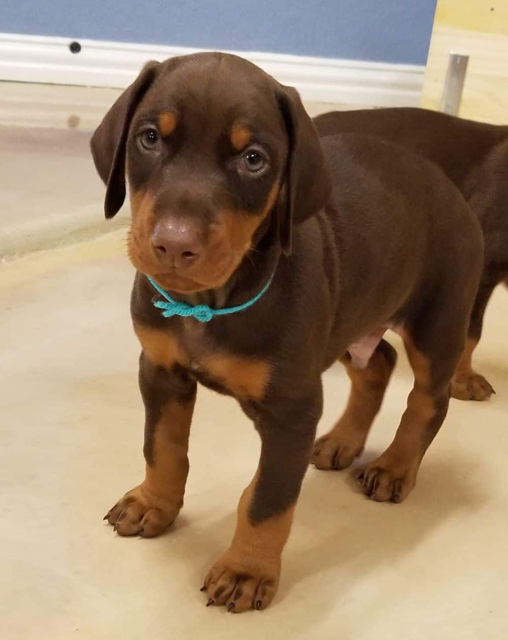 5-1/2 week old Doberman pinscher puppy