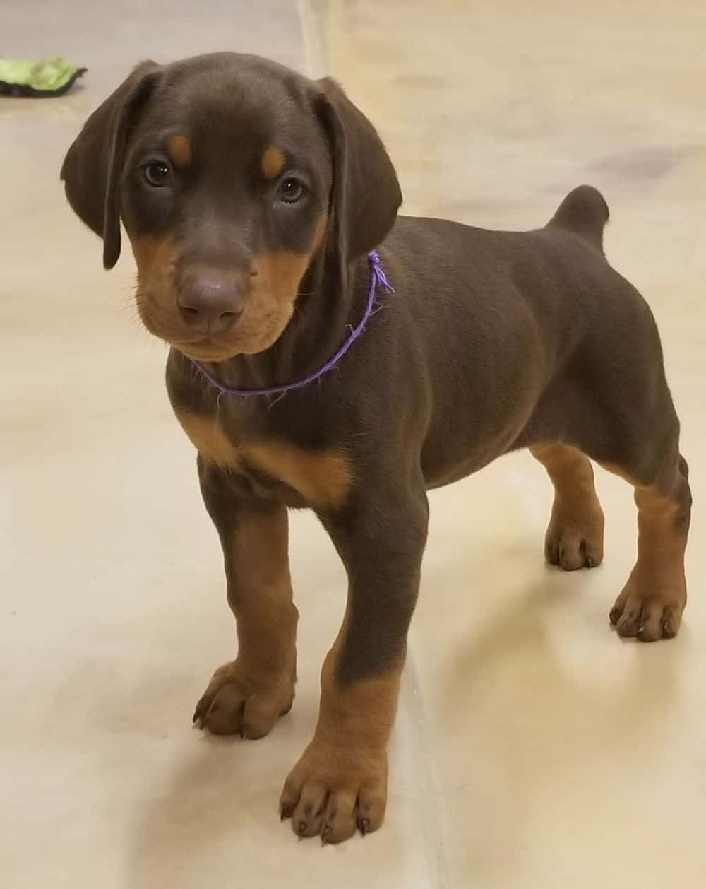 5-1/2 week old Doberman pinscher puppy