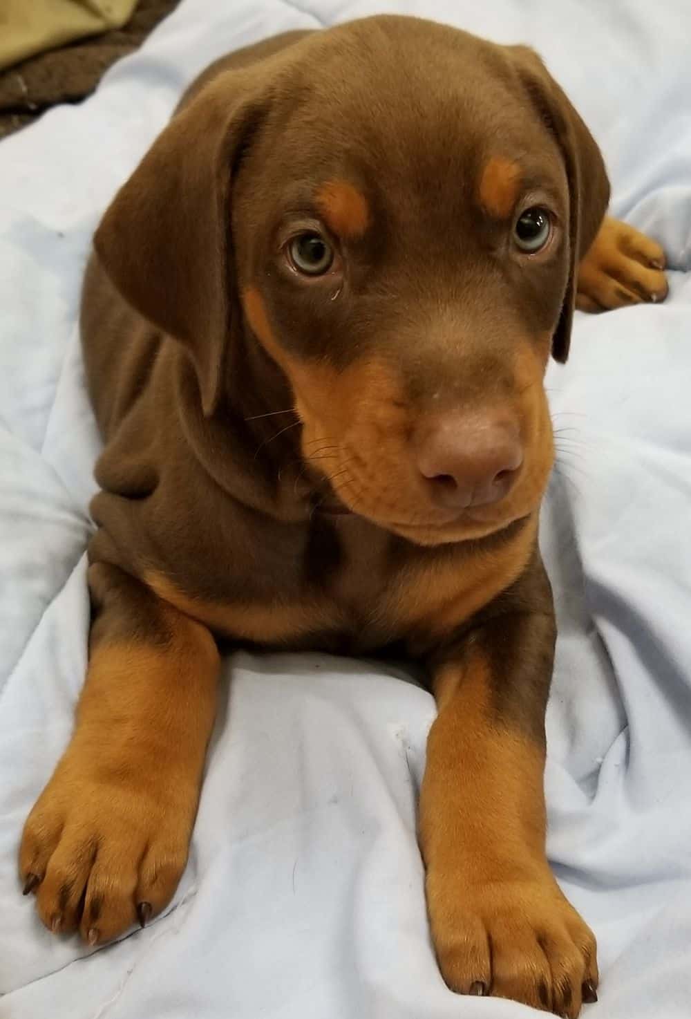 5-1/2 week old Doberman pinscher puppy