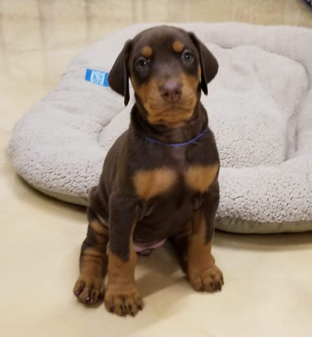 5-1/2 week old Doberman pinscher puppy