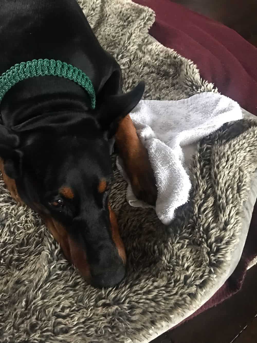 adult male Doberman pinscher