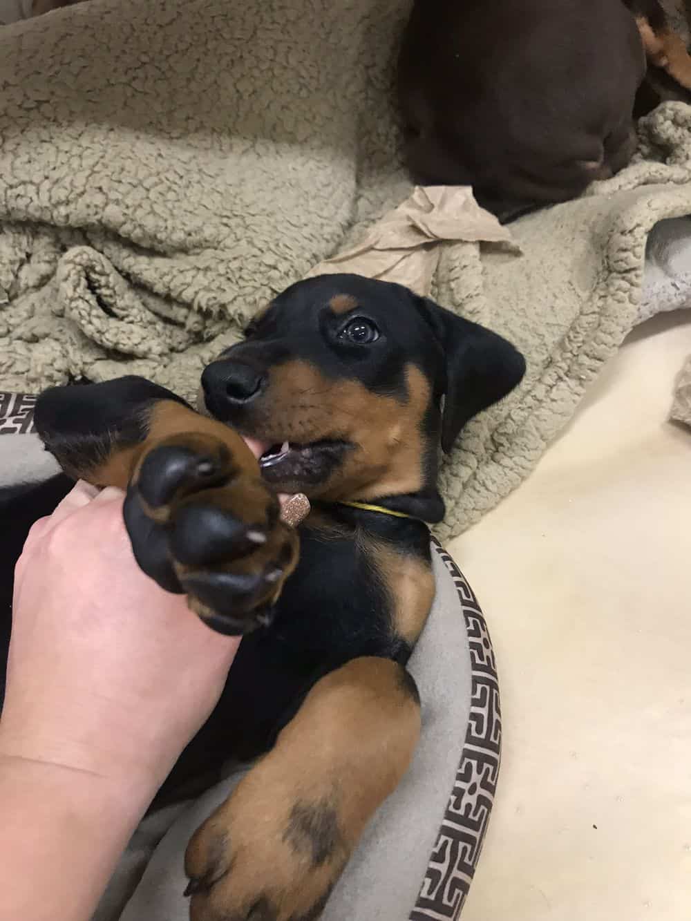 5-1/2 week old Doberman pinscher puppy