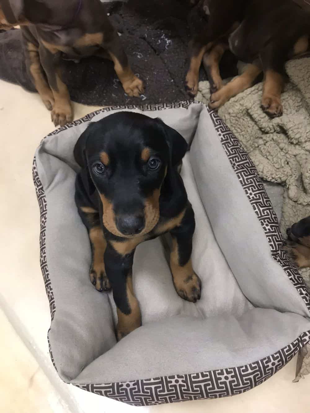 5-1/2 week old Doberman pinscher puppy