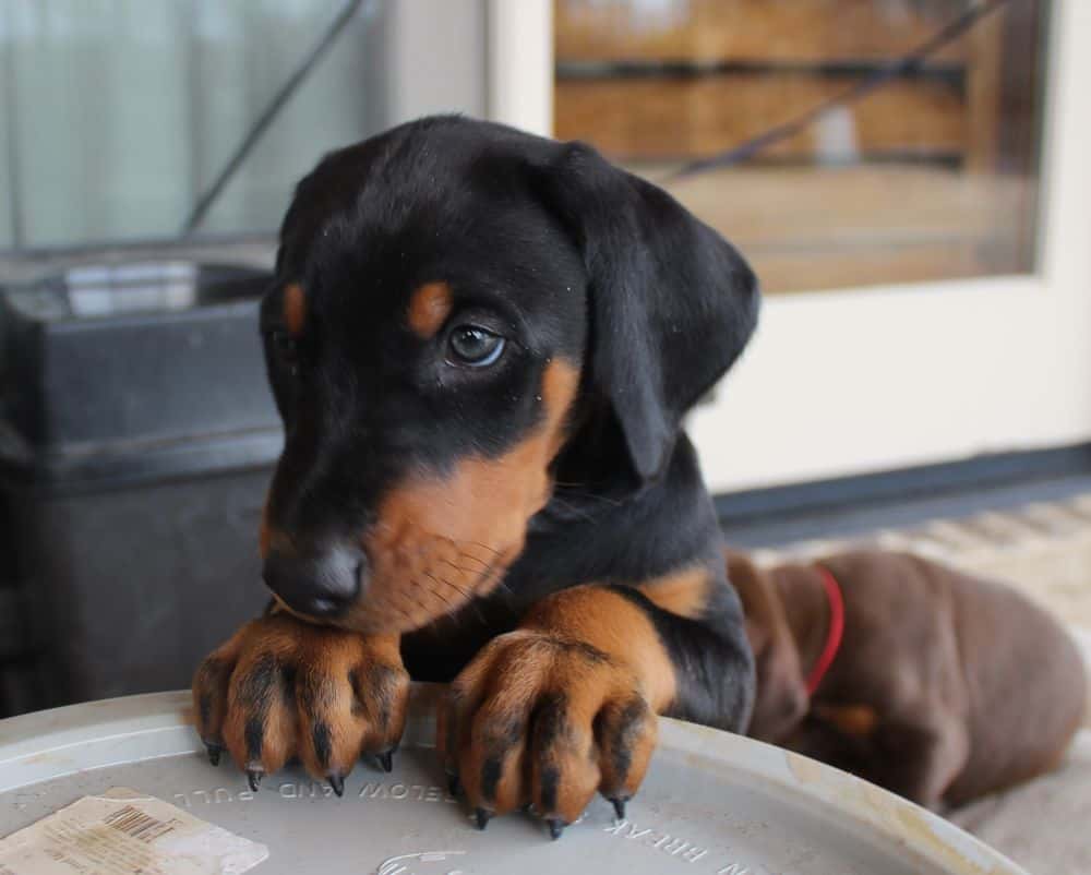 6 week old Doberman pinscher puppy