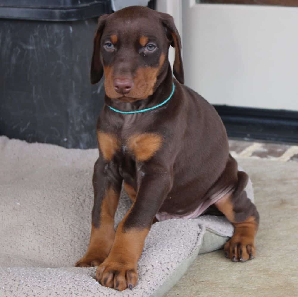 6 week old Doberman pinscher puppy