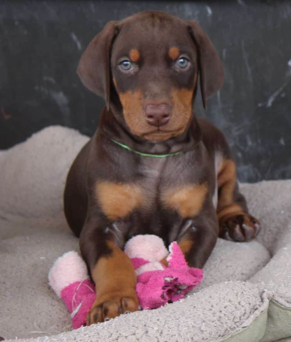 6 week old Doberman pinscher puppy