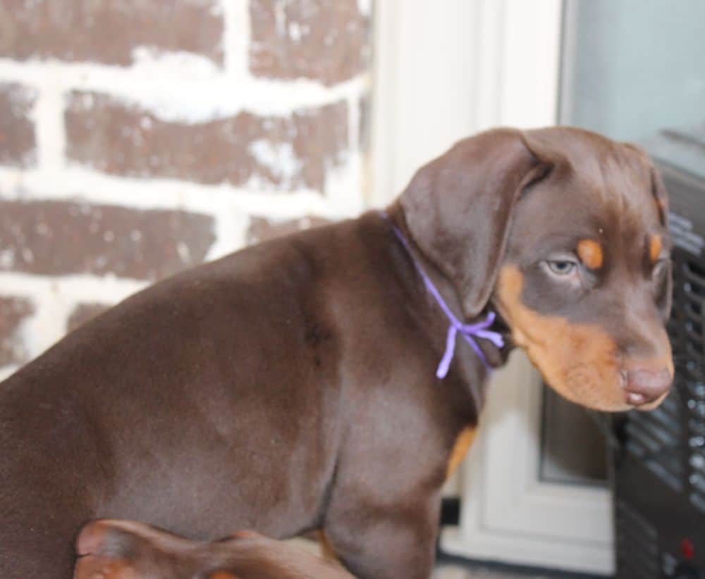 6 week old Doberman pinscher puppy