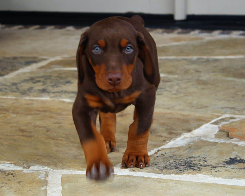 6 week old Doberman pinscher puppy