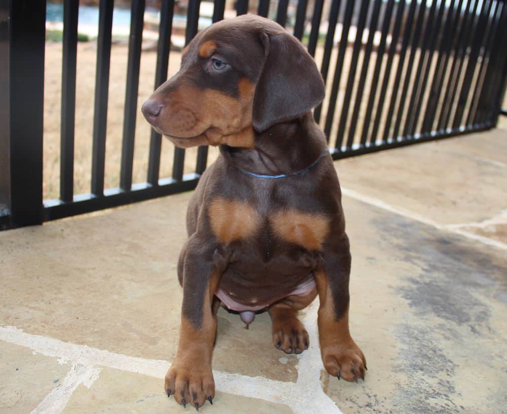 6 week old Doberman pinscher puppy