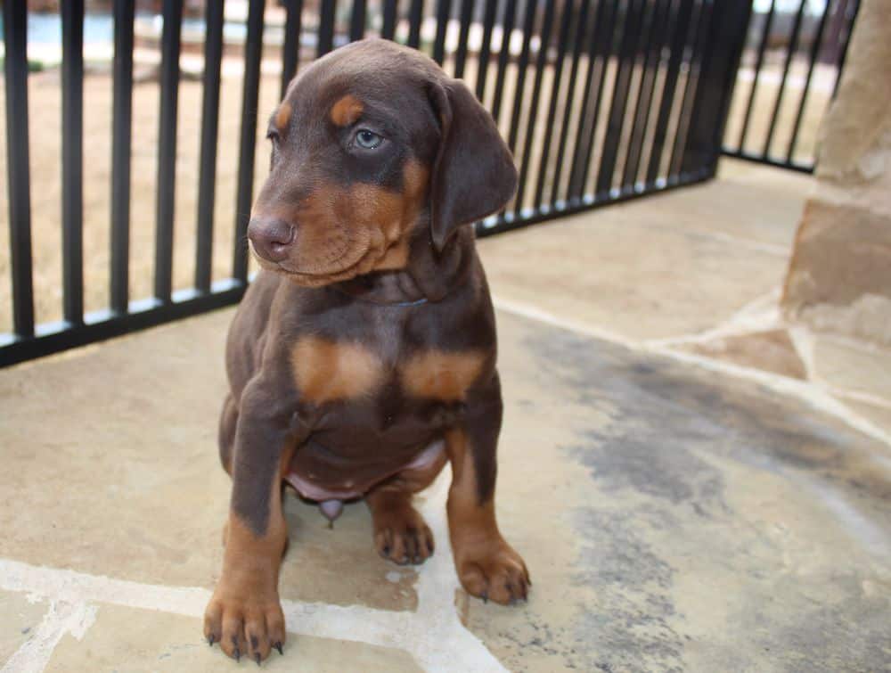 6 week old Doberman pinscher puppy