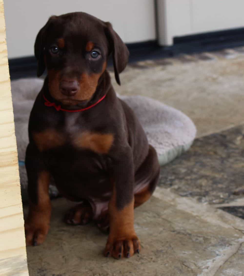 6 week old Doberman pinscher puppy