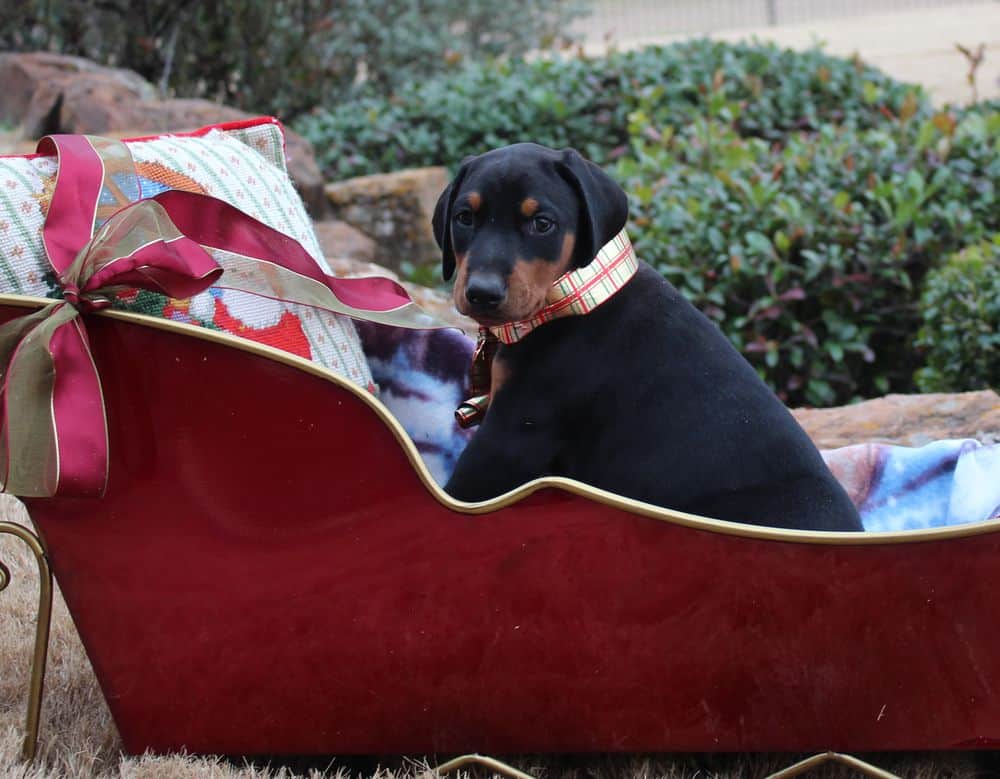 6 week old Doberman pinscher puppy