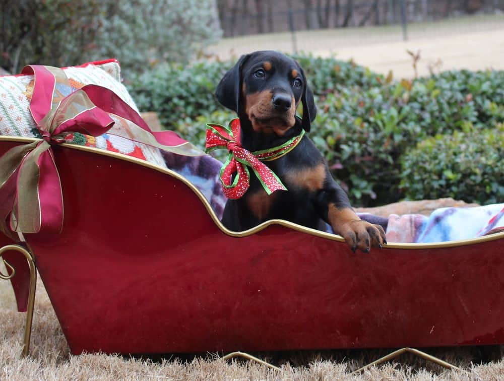 6 week old Doberman pinscher puppy