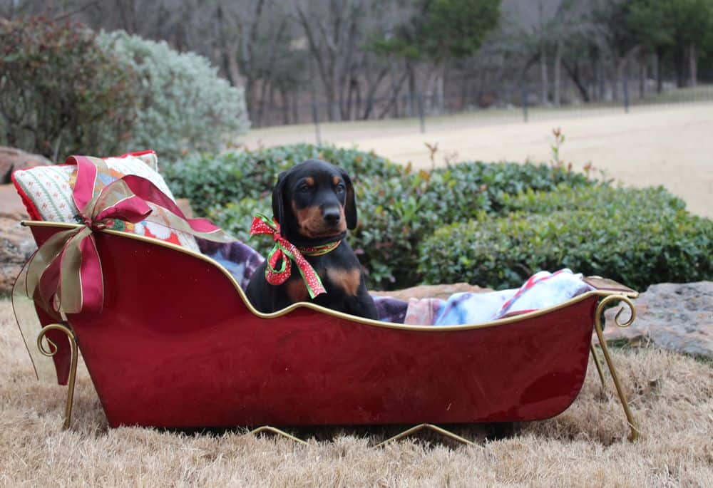 6 week old Doberman pinscher puppy