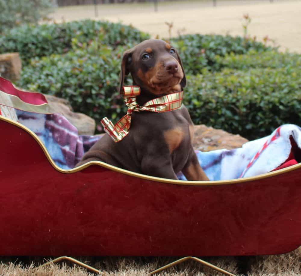 6 week old Doberman pinscher puppy