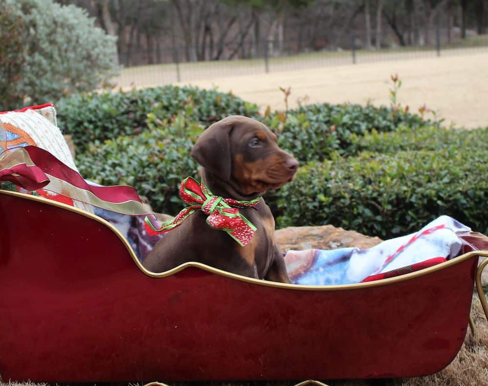 6 week old Doberman pinscher puppy