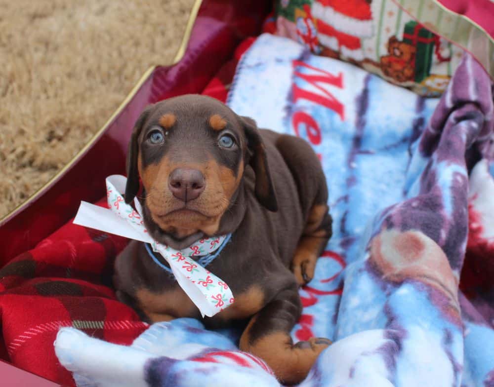 6 week old Doberman pinscher puppy