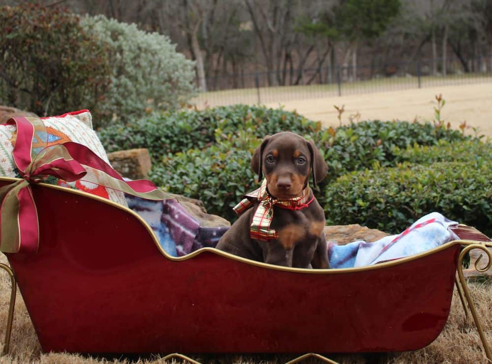 6 week old Doberman pinscher puppy