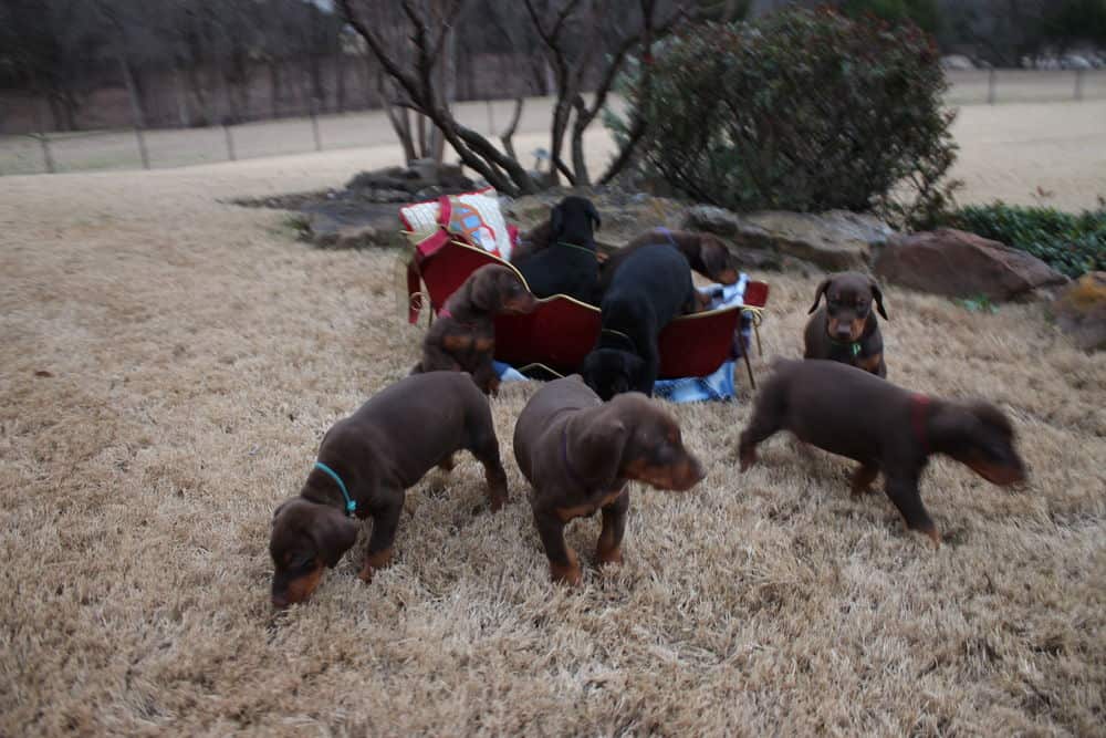 6 week old Doberman pinscher puppies