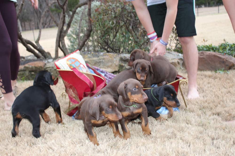 6 week old Doberman pinscher puppies