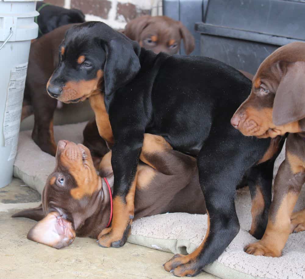 6 week old Doberman pinscher puppies