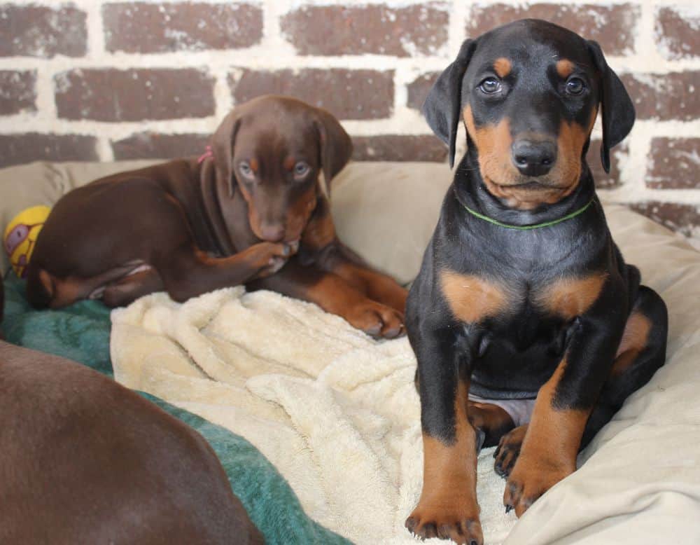 6 week old Doberman pinscher puppies