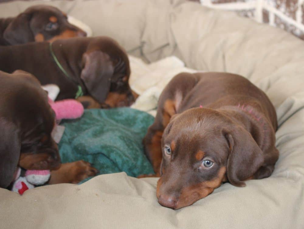 6 week old Doberman pinscher puppies