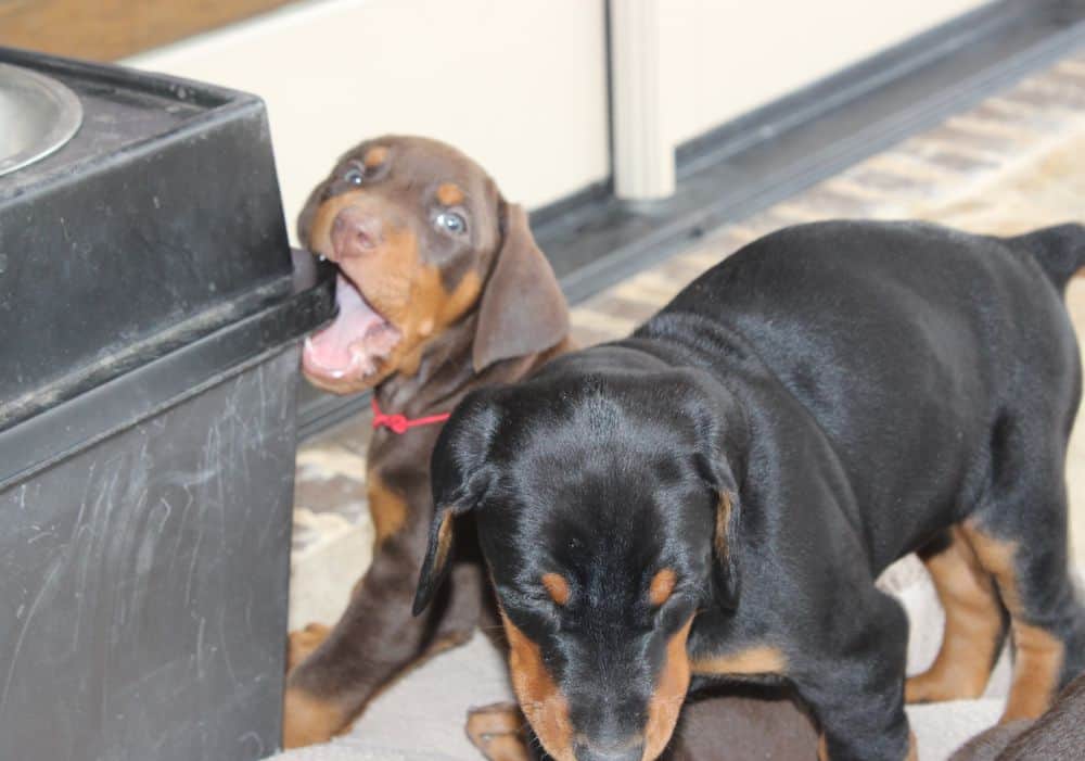 6 week old Doberman pinscher puppies