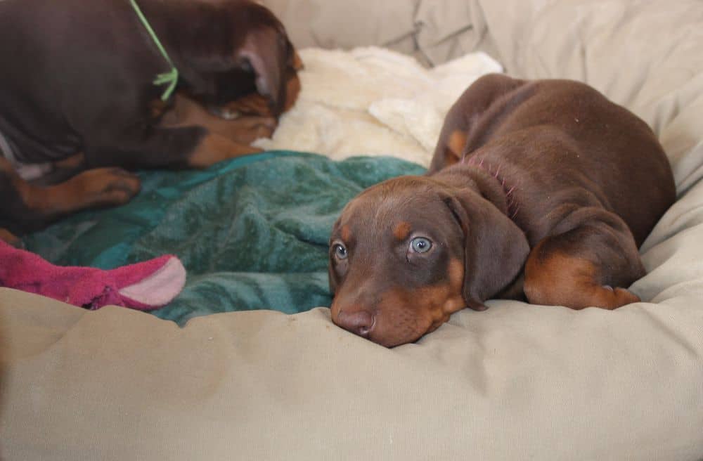 6 week old Doberman pinscher puppies