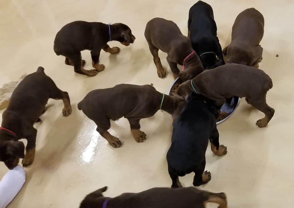 6 week old Doberman pinscher puppies