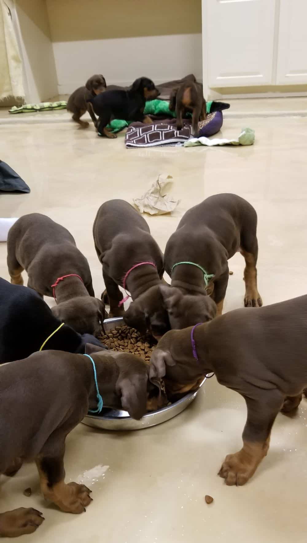 6 week old Doberman pinscher puppies