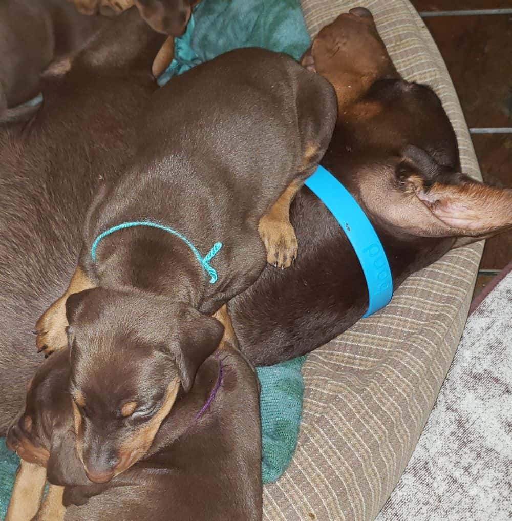 4 week old Doberman pinscher puppy