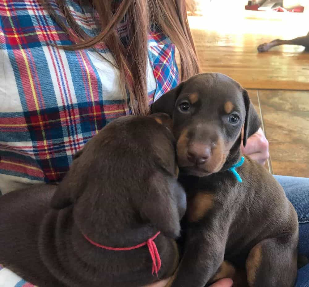 4 week old Doberman pinscher male puppies