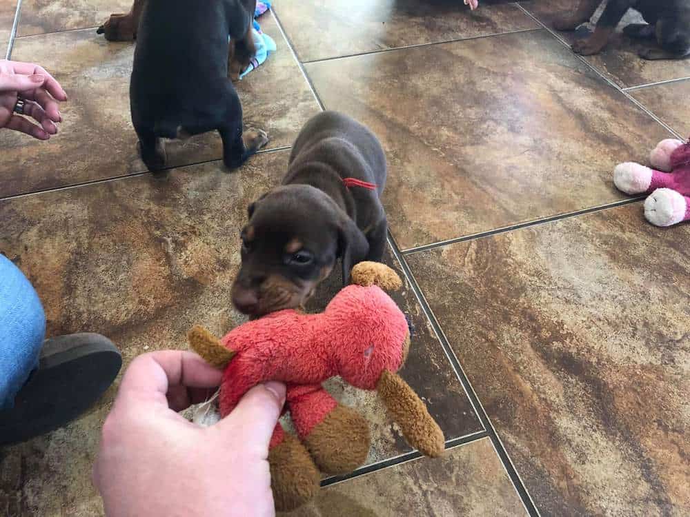 4 week old Doberman pinscher male puppies