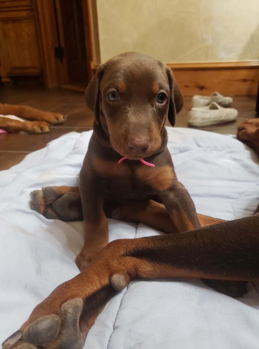 4 week old Doberman pinscher puppy